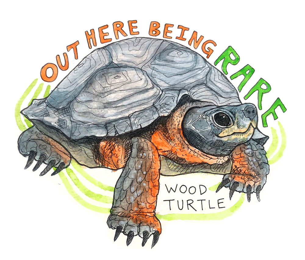 Wood Turtle Sticker